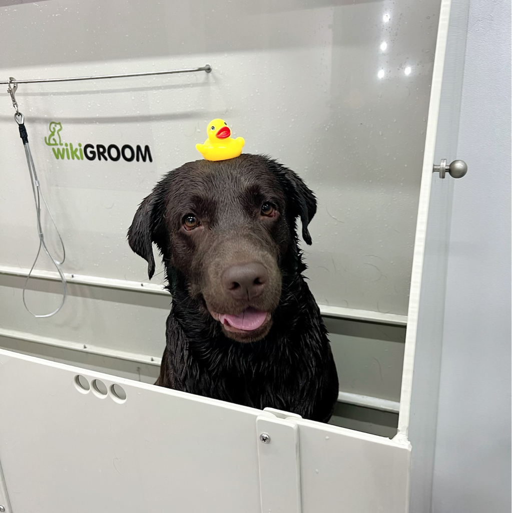 Лабрадор комплекс с экспресс линькой