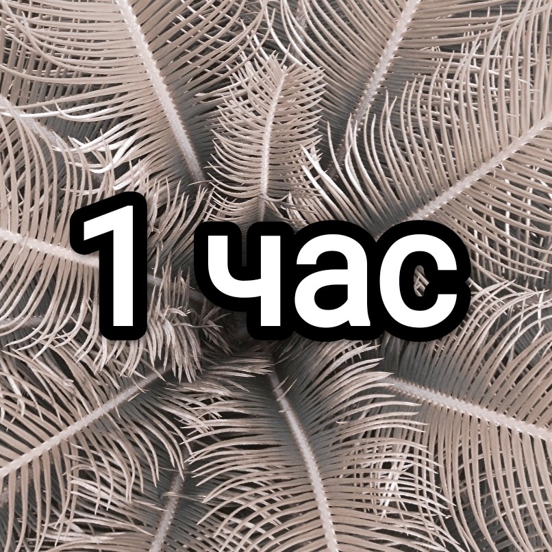 Аренда на 1 час