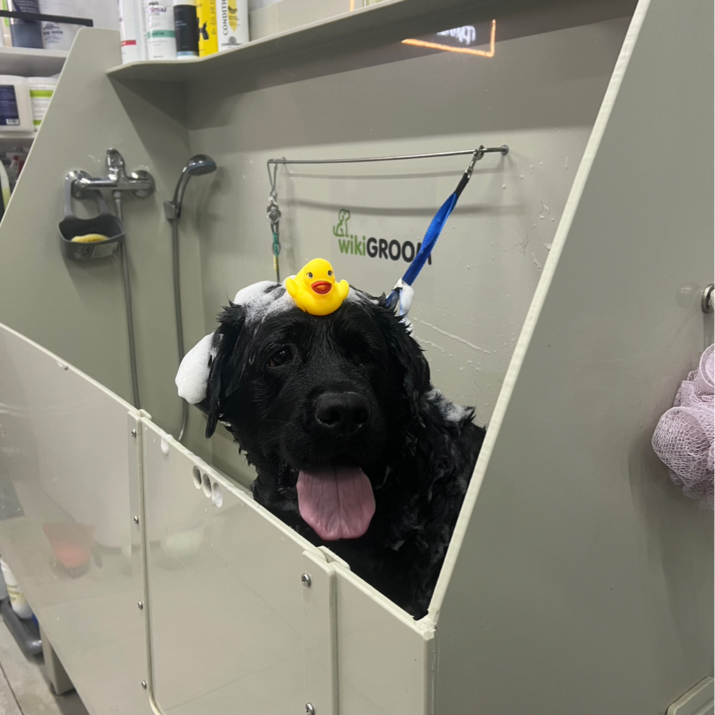 Лабрадор комплекс