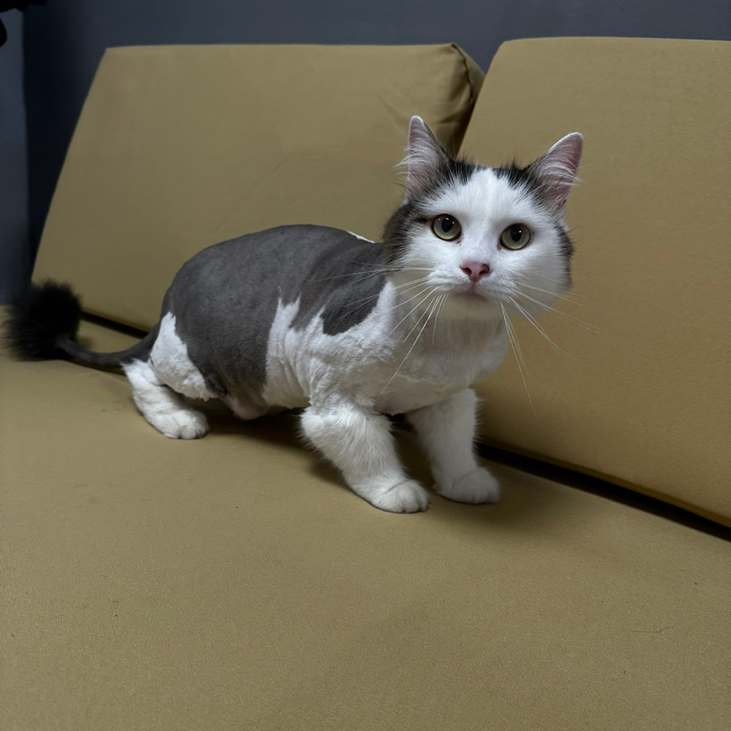 Стрижка котиков