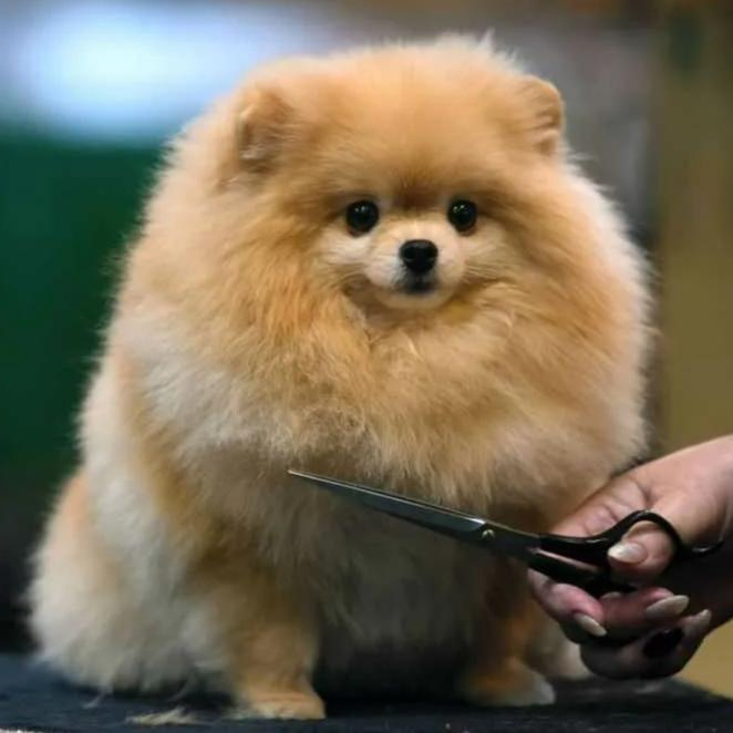 Гигиена. Шпиц малый (20-26 см рост в холке)