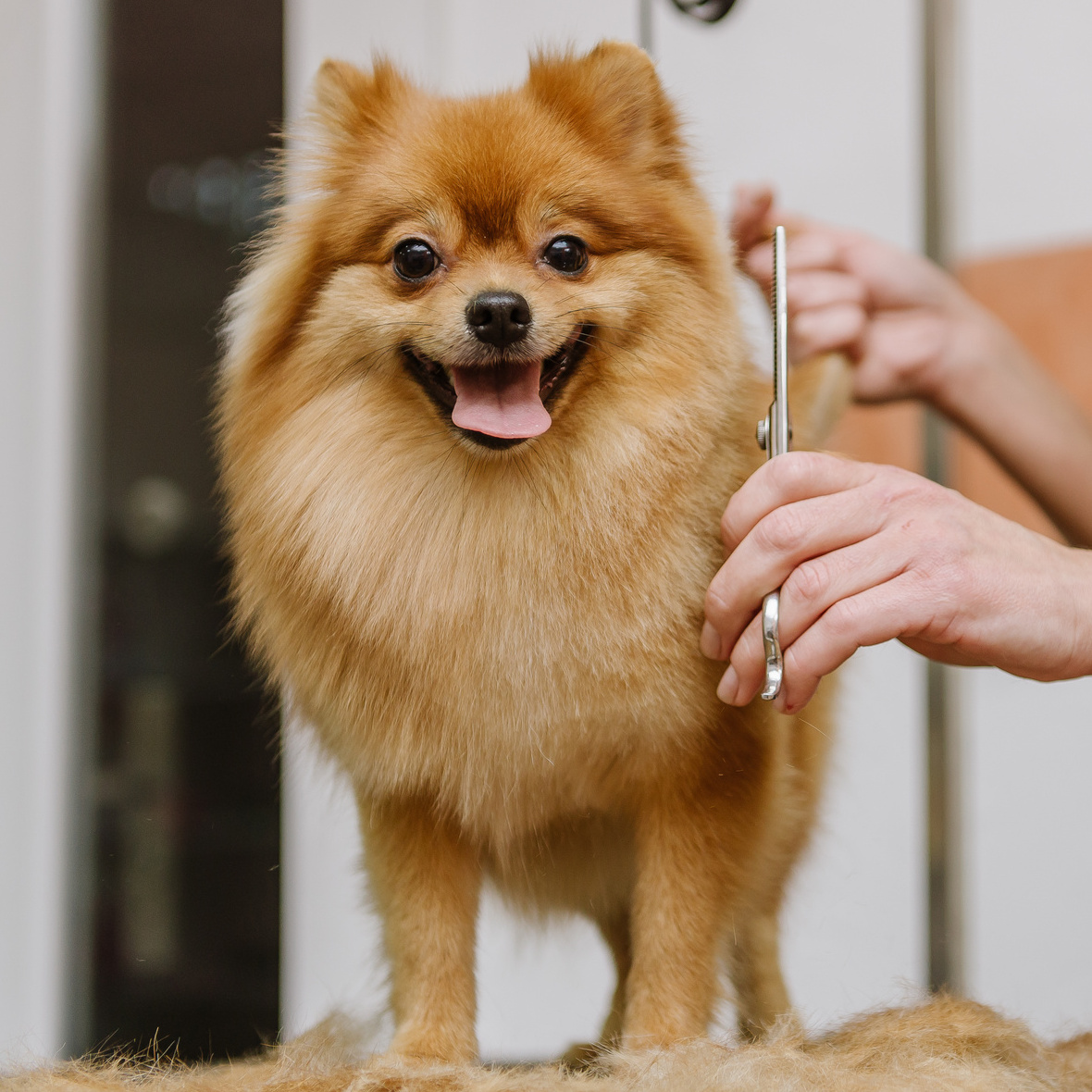 Гигиена. Шпиц средний (27-36 см рост в холке)