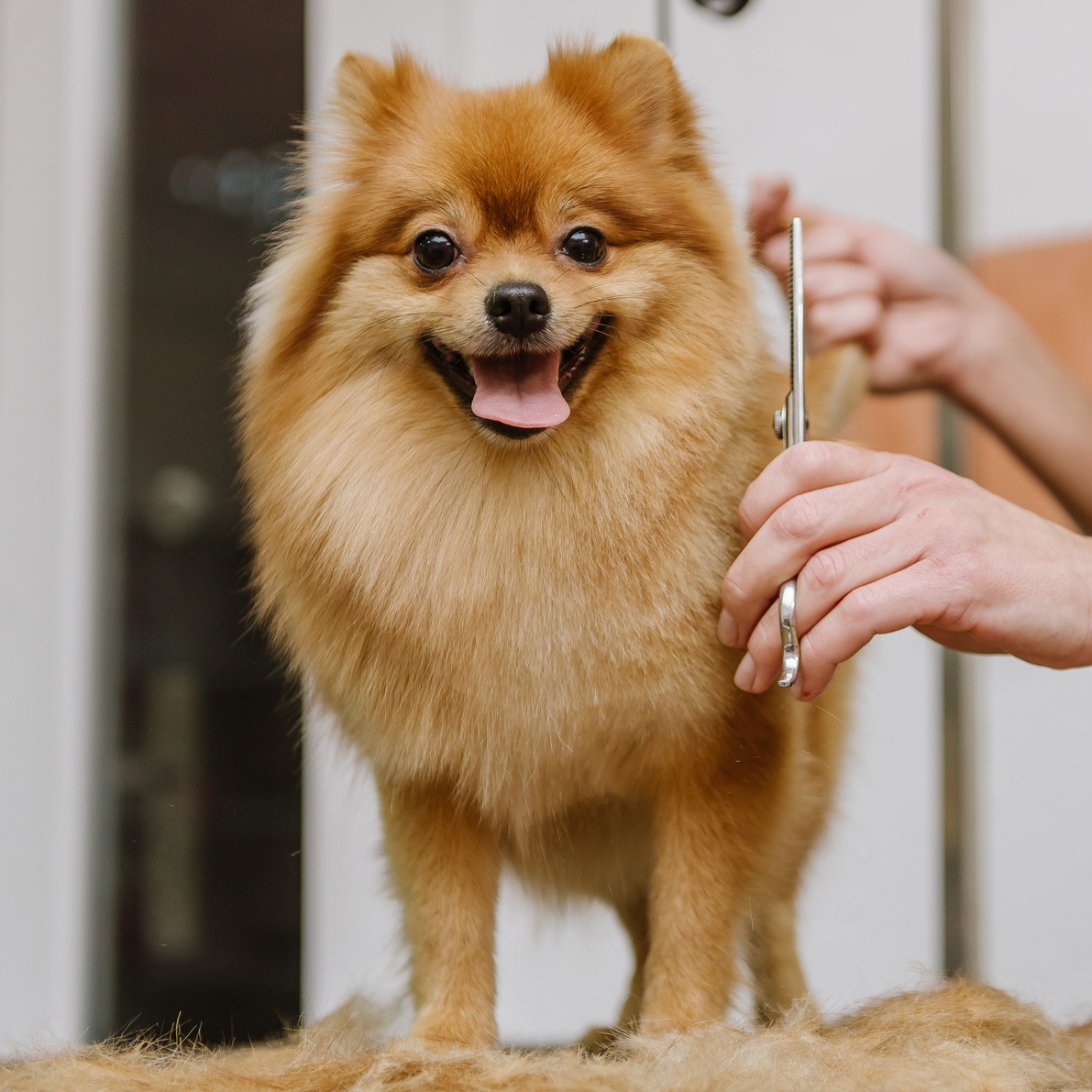 Стрижка. Шпиц средний (27-36 см рост в холке)