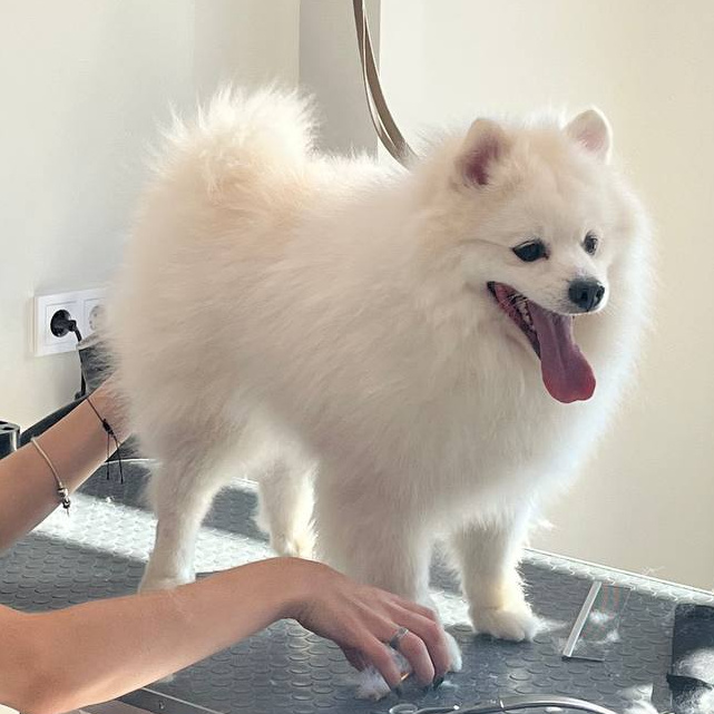 Гигиена. Шпиц большой ( от 37 см рост в холке)