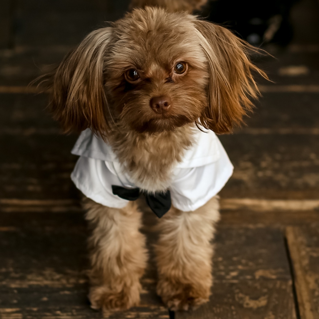 Русская Цветная Болонка - Комплекс стрижка машинкой 3-9мм