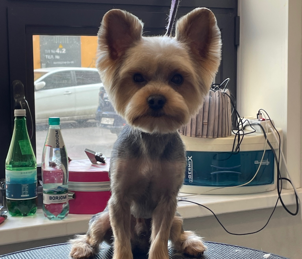 Комплекс Йорк