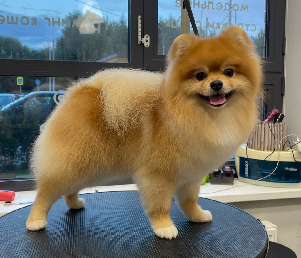 Комплекс Шпиц Миниатюрный/Померанский/Цверг (18-25см)