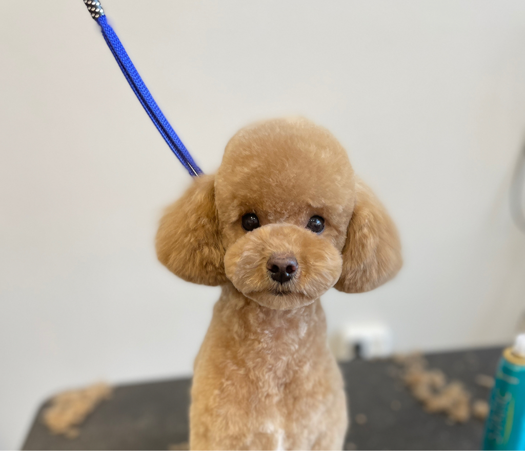 Комплекс Пудель той(до 28см)