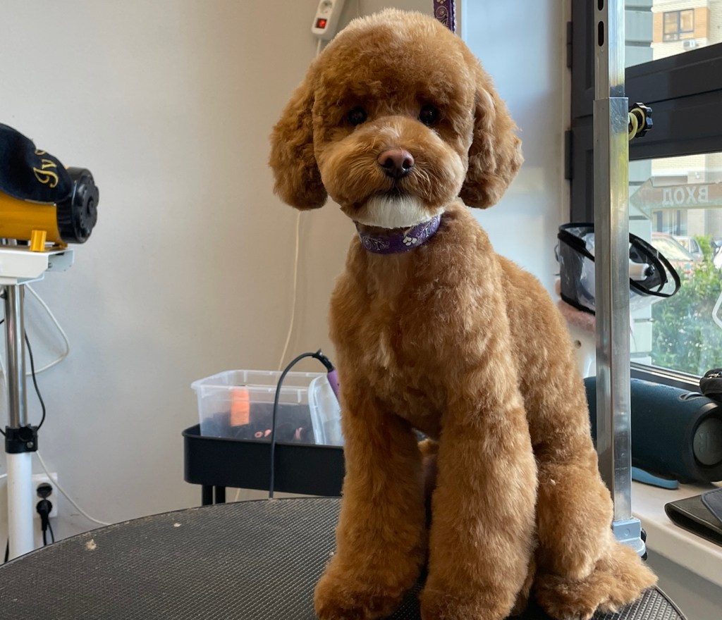 Комплекс Пудель Карликовый/Миниатюрный (28-35см)