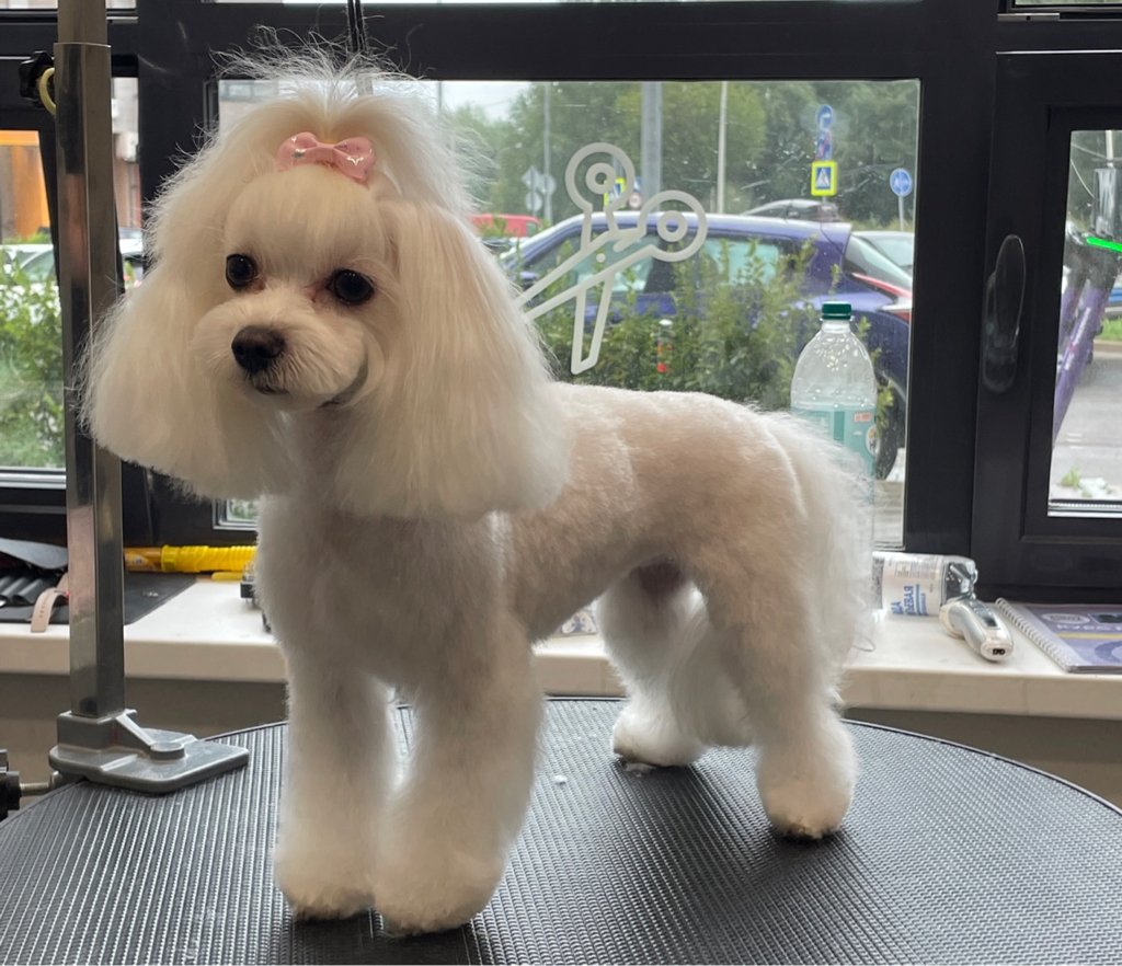 Комплекс Мальтийская болонка