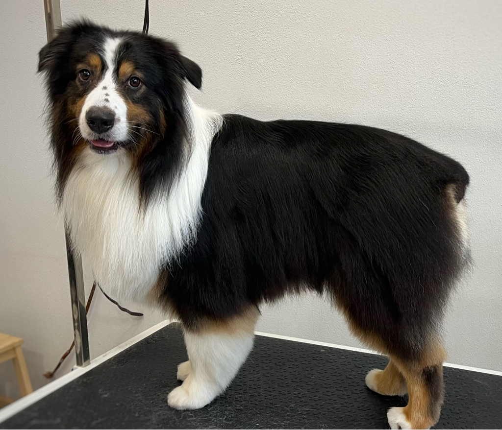 Комплекс Аусси