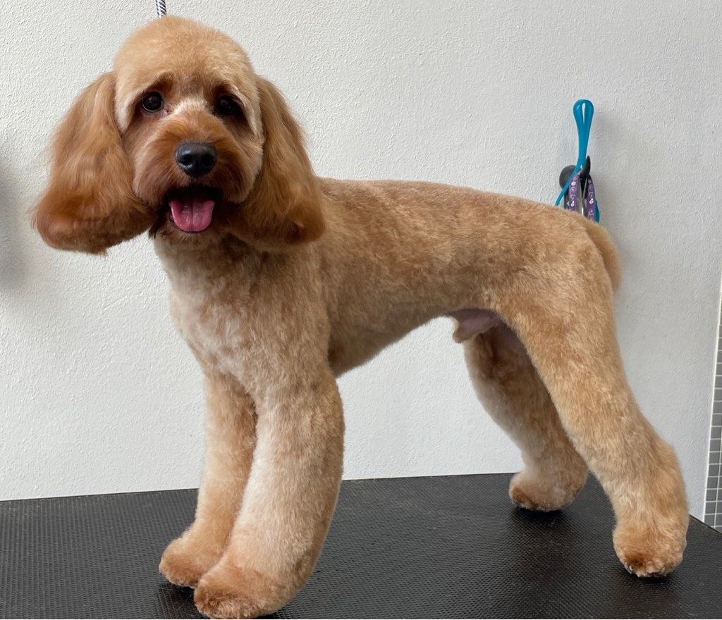 Комплекс Кокапу