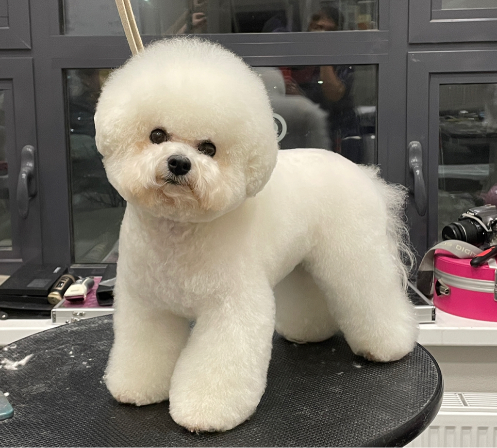 Комплекс Бишон-Фризе