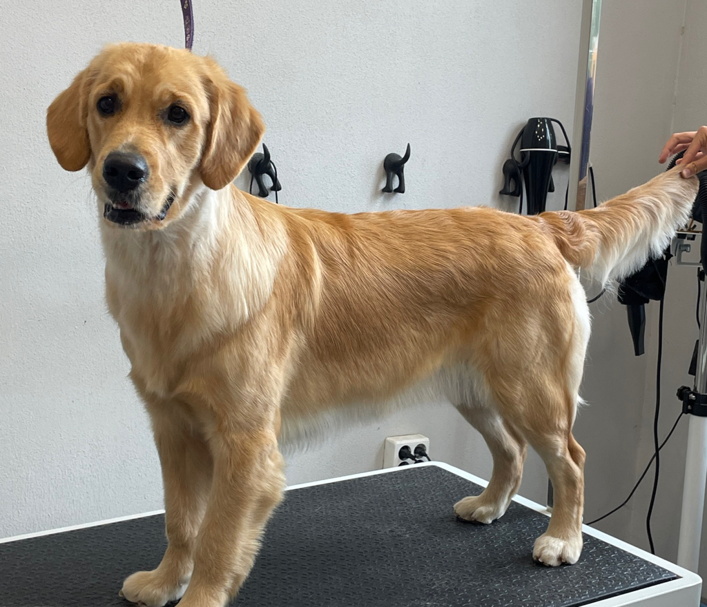 Комплекс Голден Ретривер