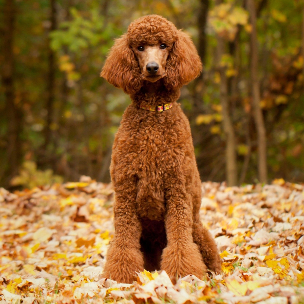 Пудель Малый до 45см - Комплекс Модельно (Азия)