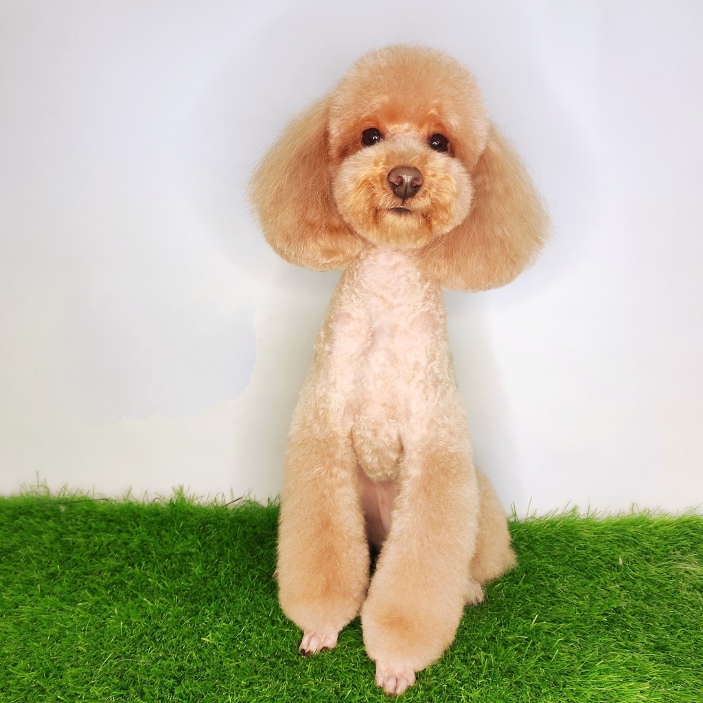 Пудель Мини до 35см - Комплекс Модельно (Азия)