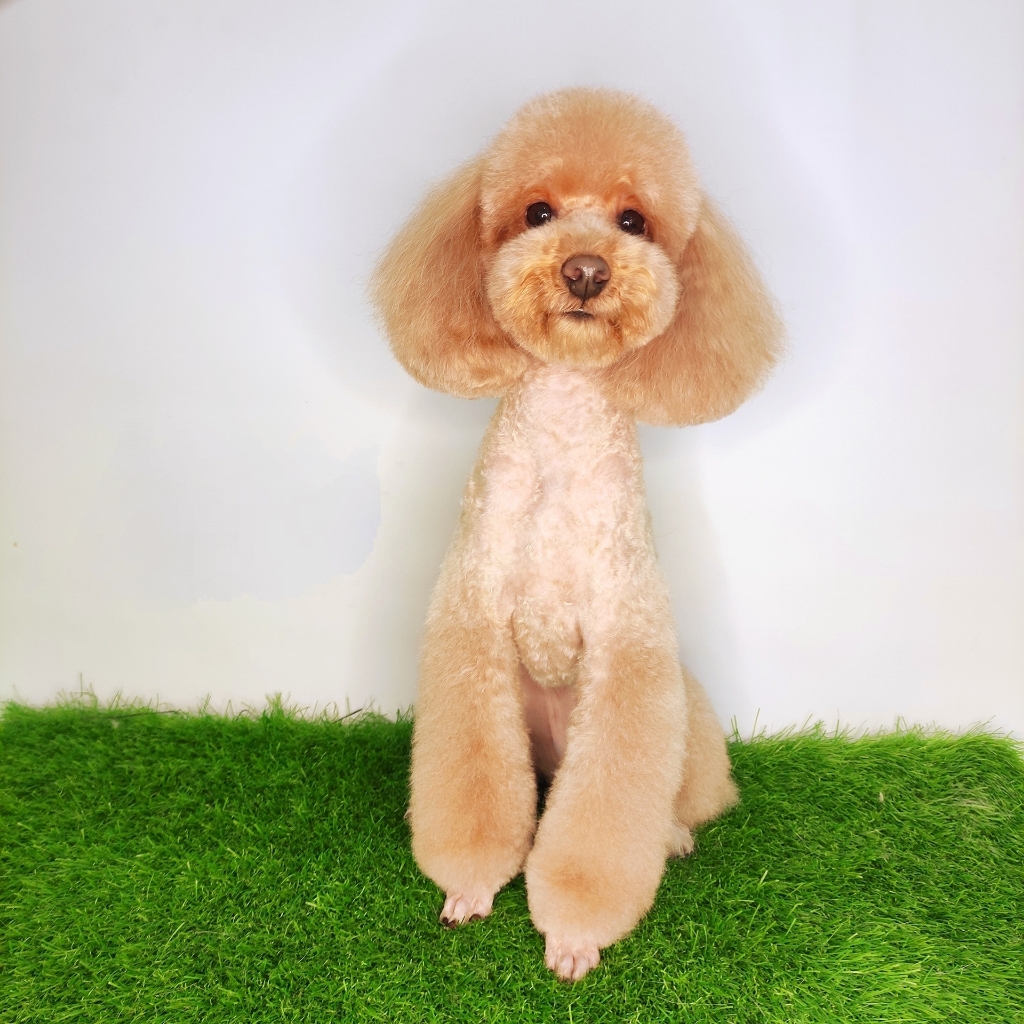 Пудель Мини до 35см - Гигиена