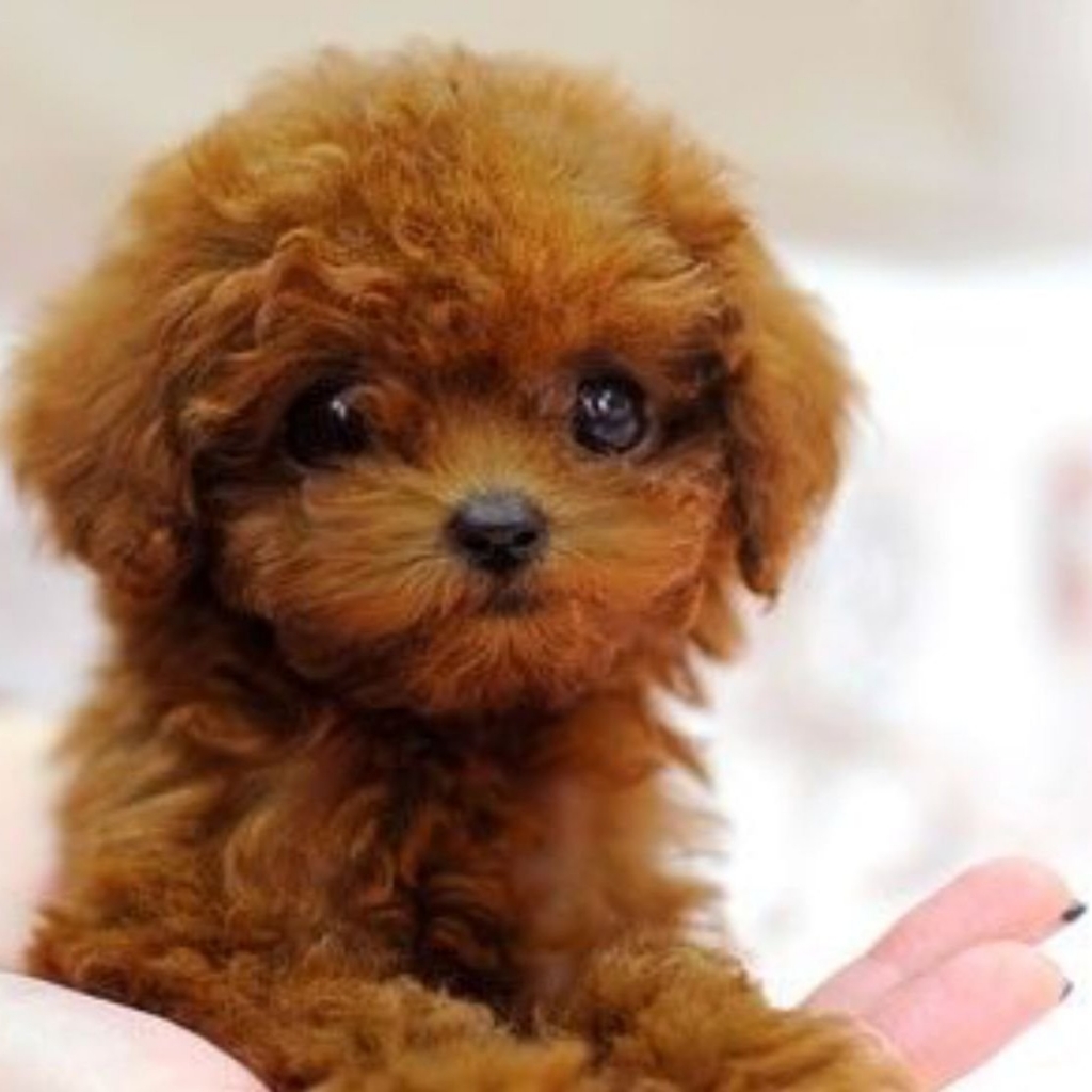 Пудель Той до 28см - Комплекс Модельно (Азия)