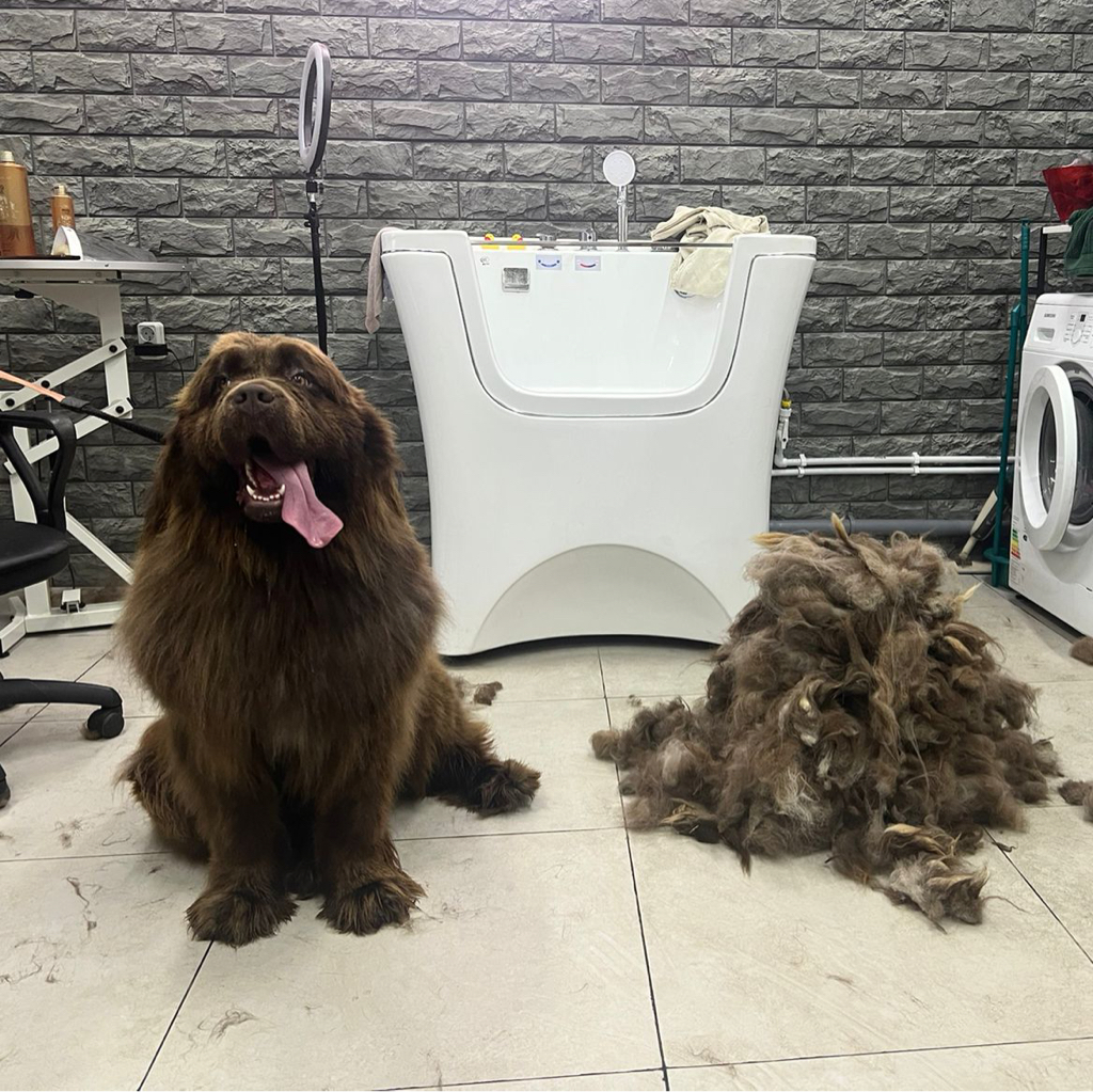 Комплекс Ньюфаундленда/ сенбернара