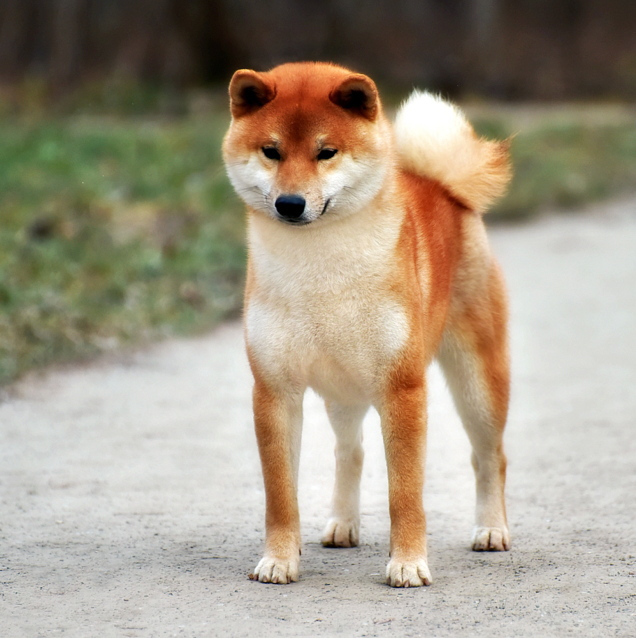 Сиба-Ину комплекс