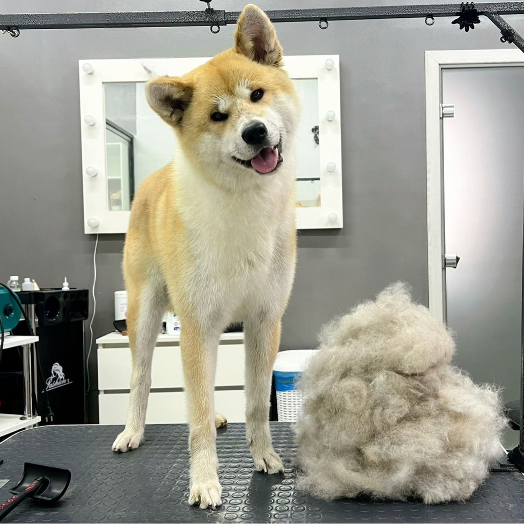 Акита-Ину комплекс с экспресс линькой