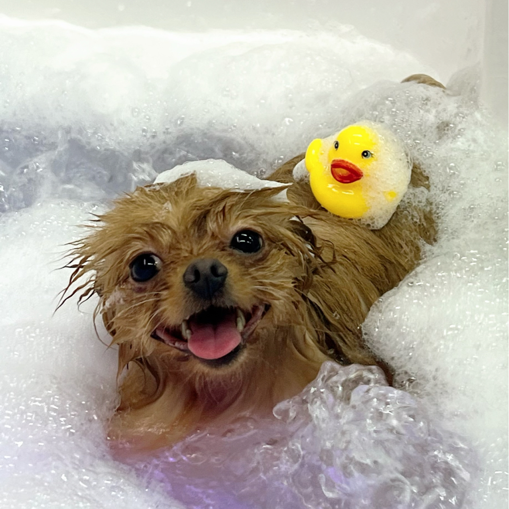 Маска для шерсти и кожи  Супер лоск эффект    мелкие породы