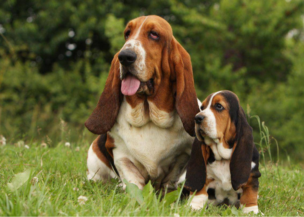 Бассет хаунд экспресс линька