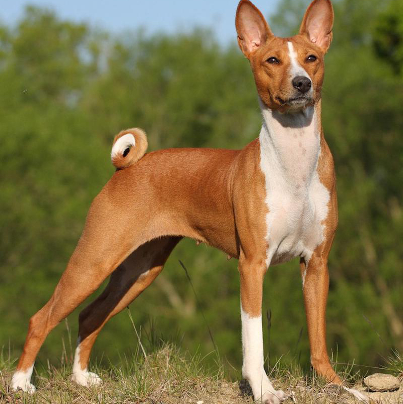 Басенджи комплекс