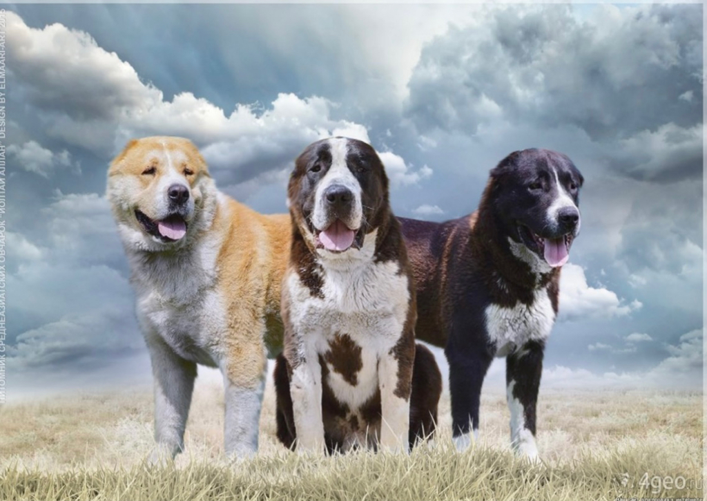 Алабай комплекс