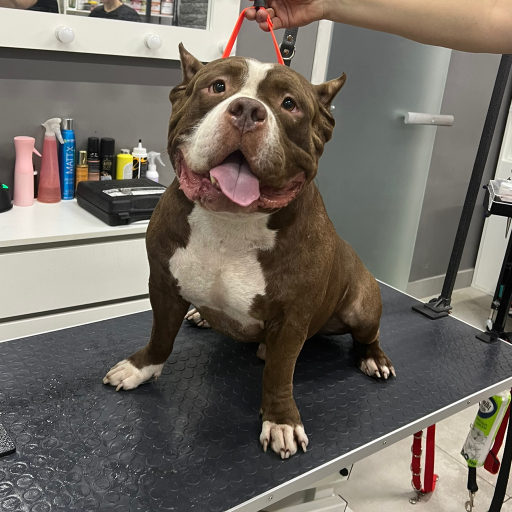 Американский булли/ стаффордширский терьер/питбуль Комплекс