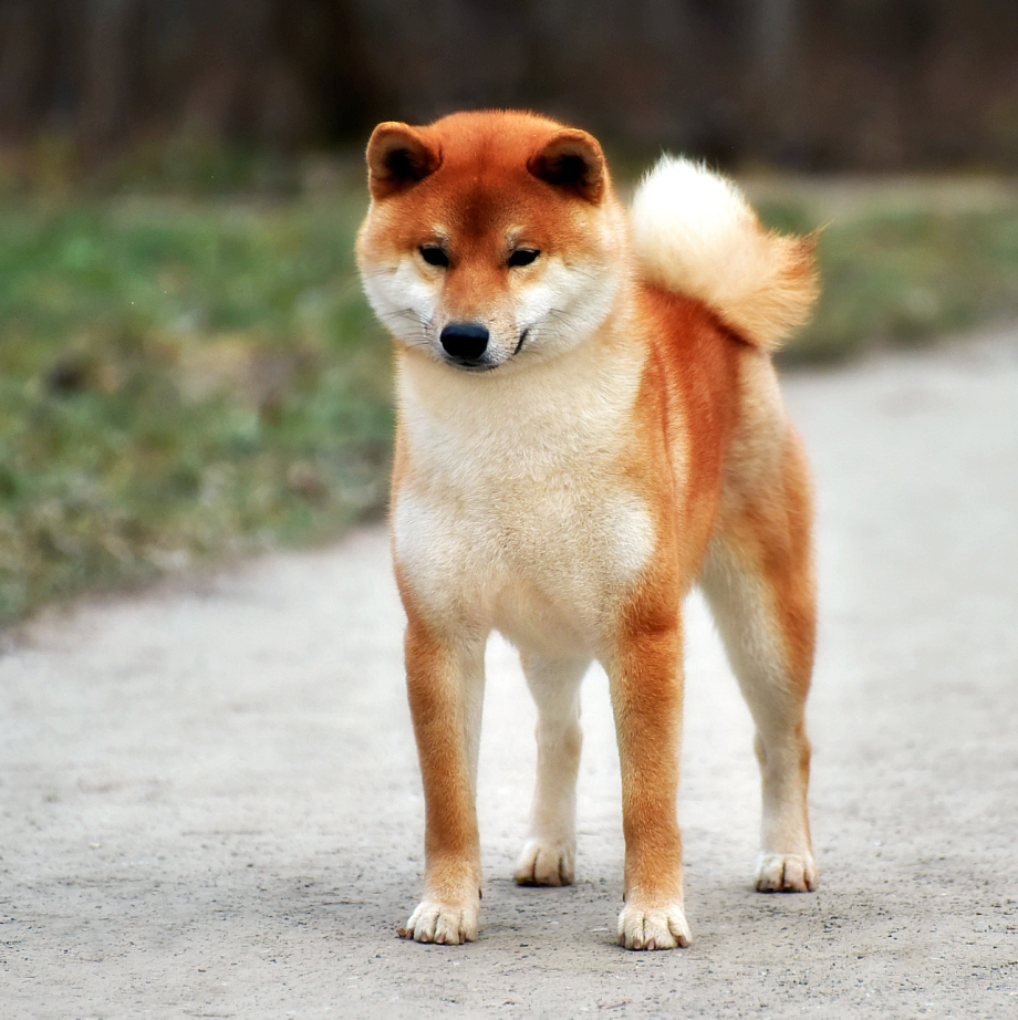 Сиба-Ину комплекс с экспресс линькой