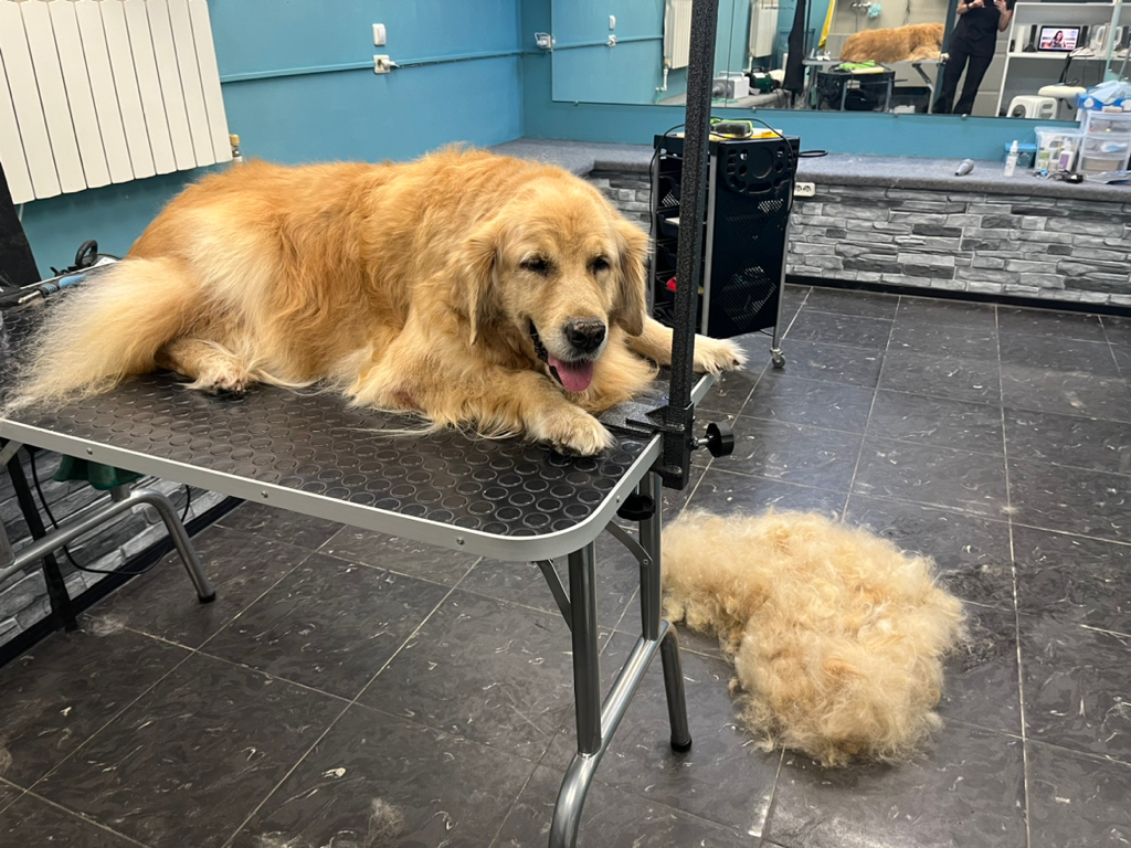 Ретривер Голден комплексный уход по породе