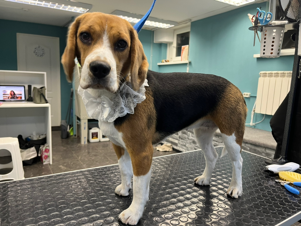 Бигль экспресс-линька