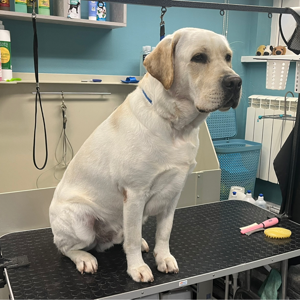 Лабрадор комплексный уход по породе