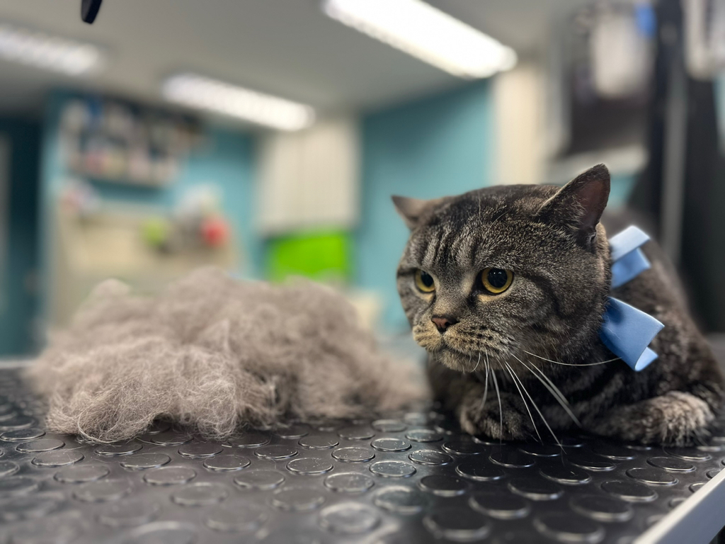 Кошка вычесывание без мытья