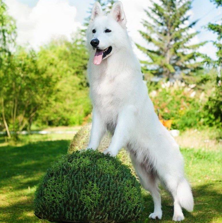 Белая швейцарская овчарка БШО