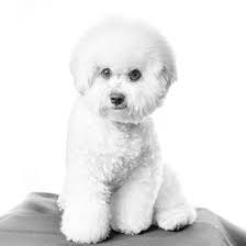 Бiшон фрiзе гігієна