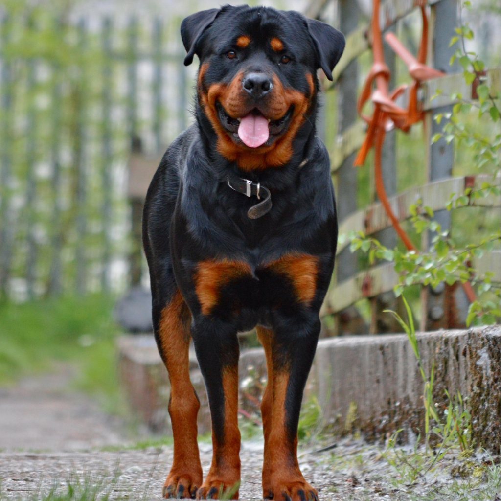 Экспресс линька ротвейлер