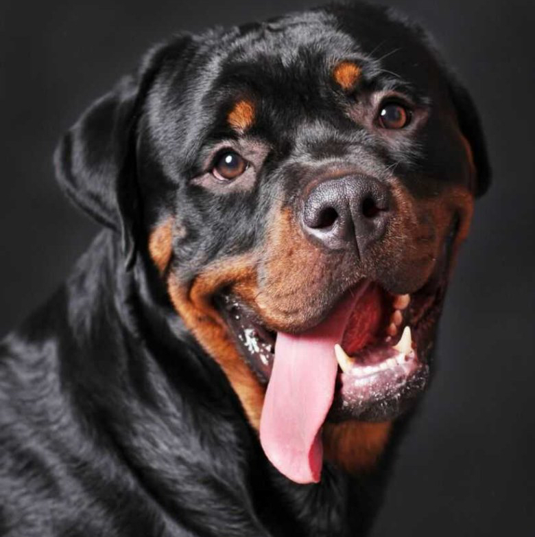 Ротвейлер комплекс