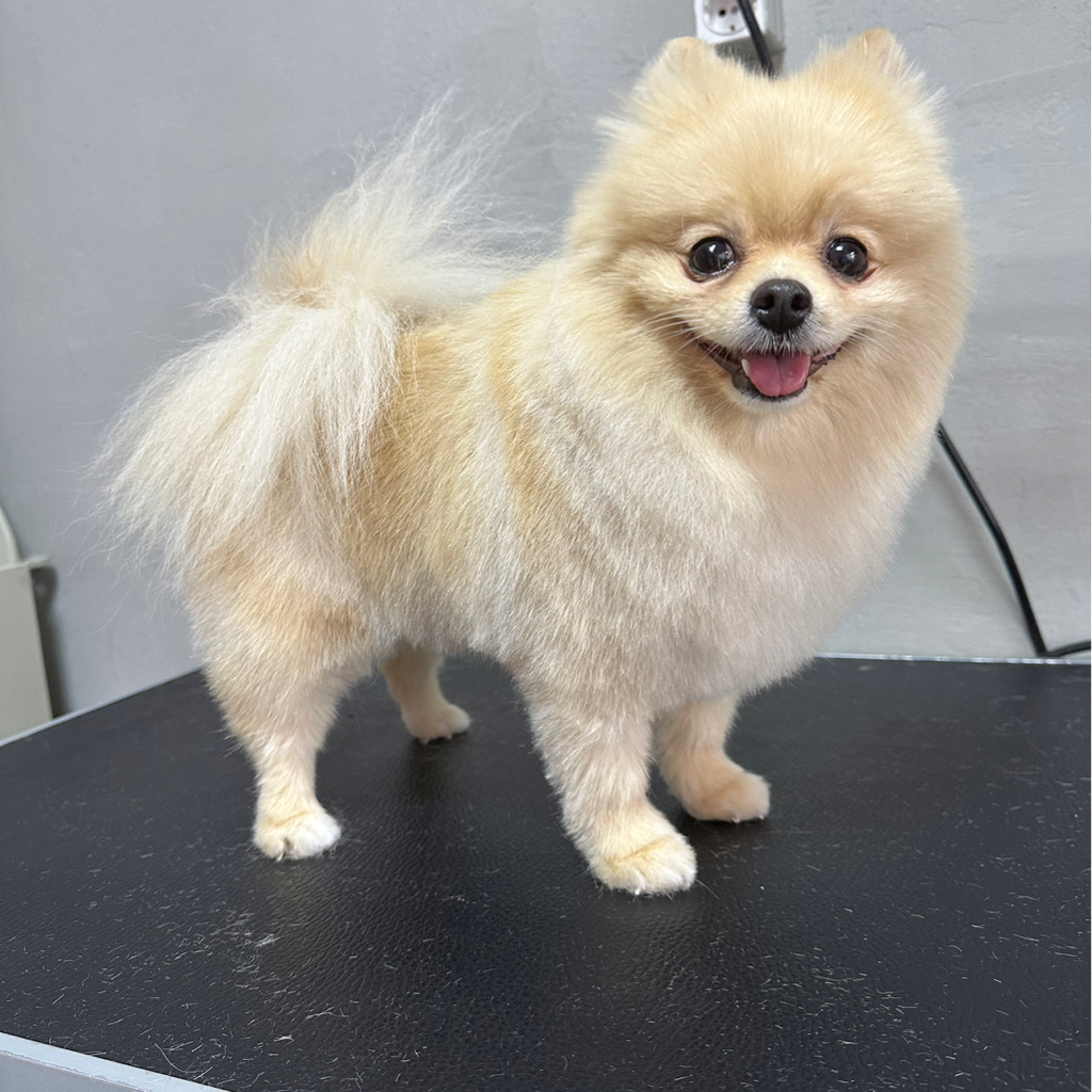 Комплексная стрижка померанский шпиц