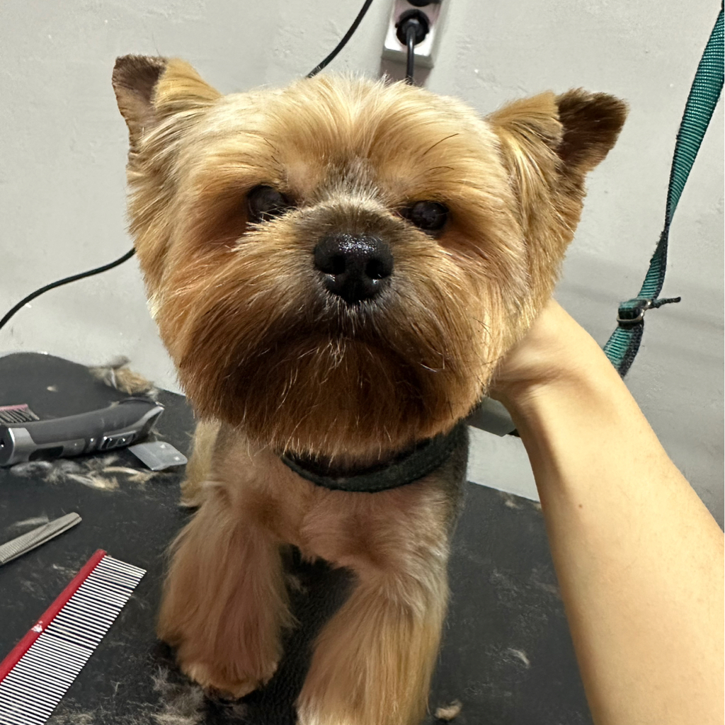 Комплексная стрижка йоркширский терьер