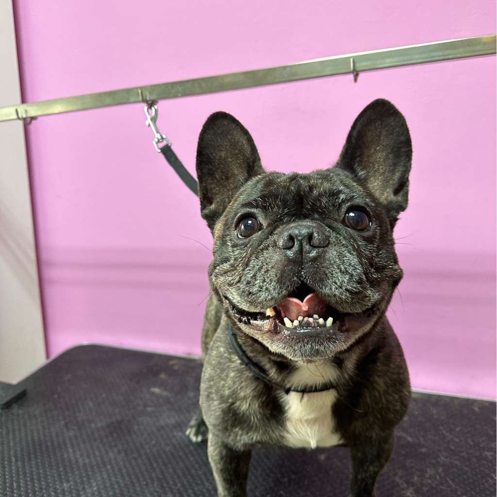 Комплексная стрижка Мопс,Французский бульдог