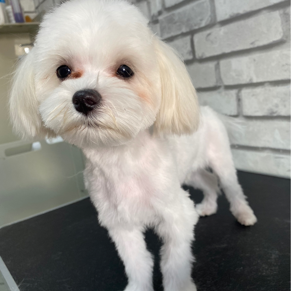 Комплексная стрижка мальтийская болонка