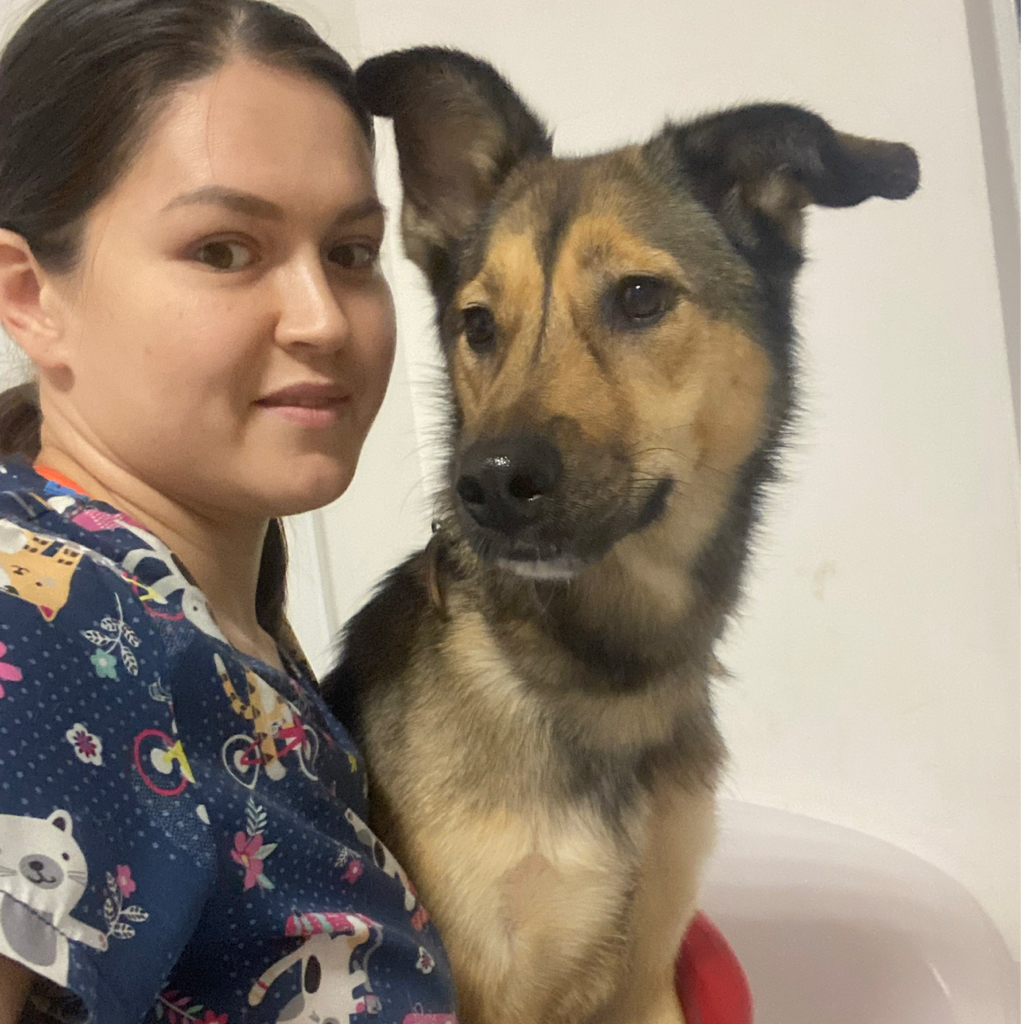 Комплексная стрижка метисы