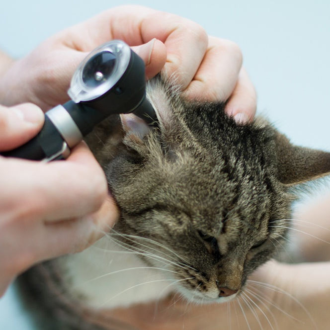 Лечение органов слуха