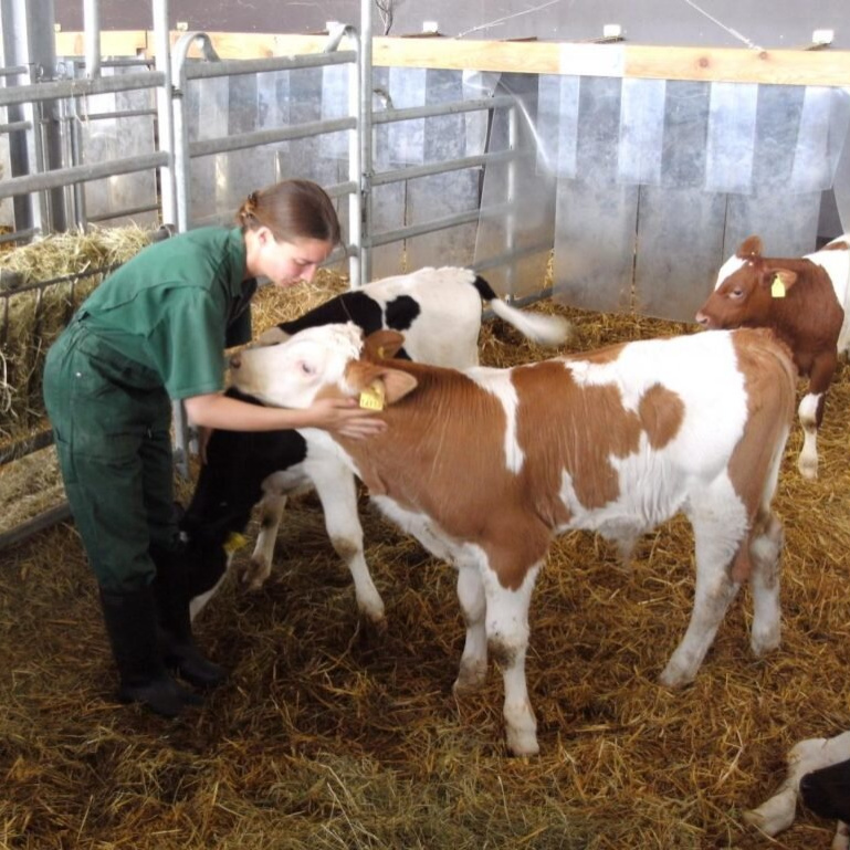 Клинический осмотр КРС(1голова)