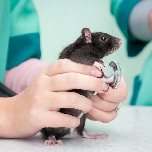 Клинический осмотр грызунов