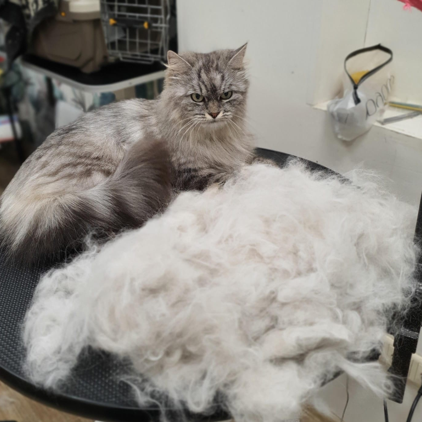 Кошка длин/ш -  вычес без мытья